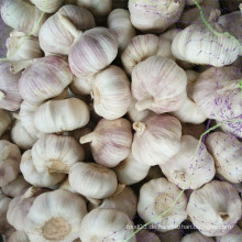 Frischer normaler weißer Knoblauch mit lila Haut